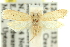  ( - 11ANIC-15693)  @14 [ ] CreativeCommons - Attribution (2011) ANIC/CBG Photography Group Centre for Biodiversity Genomics