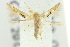  (Hieromantis ephodophora - 11ANIC-15752)  @14 [ ] CreativeCommons - Attribution (2011) ANIC/CBG Photography Group Centre for Biodiversity Genomics
