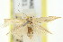  (Aeoloscelis pachyceros - 11ANIC-15775)  @11 [ ] CreativeCommons - Attribution (2011) ANIC/CBG Photography Group Centre for Biodiversity Genomics