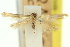  ( - 11ANIC-15796)  @11 [ ] CreativeCommons - Attribution (2011) ANIC/CBG Photography Group Centre for Biodiversity Genomics