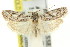  ( - 11ANIC-15896)  @11 [ ] CreativeCommons - Attribution (2011) ANIC/CBG Photography Group Centre for Biodiversity Genomics