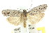  ( - 11ANIC-15945)  @11 [ ] CreativeCommons - Attribution (2011) ANIC/CBG Photography Group Centre for Biodiversity Genomics