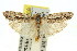  ( - 11ANIC-15967)  @15 [ ] CreativeCommons - Attribution (2011) ANIC/CBG Photography Group Centre for Biodiversity Genomics