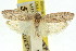  ( - 11ANIC-15976)  @11 [ ] CreativeCommons - Attribution (2011) ANIC/CBG Photography Group Centre for Biodiversity Genomics