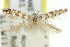  (Aristaea sp. ANIC3 - 11ANIC-16074)  @12 [ ] CreativeCommons - Attribution (2011) ANIC/CBG Photography Group Centre for Biodiversity Genomics