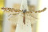  (Aristaea thalassias - 11ANIC-16076)  @11 [ ] CreativeCommons - Attribution (2011) ANIC/CBG Photography Group Centre for Biodiversity Genomics