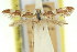  (Caloptilia plagiotoma - 11ANIC-16094)  @11 [ ] CreativeCommons - Attribution (2011) ANIC/CBG Photography Group Centre for Biodiversity Genomics
