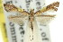  (Caloptilia ecphanes - 11ANIC-16097)  @11 [ ] CreativeCommons - Attribution (2011) ANIC/CBG Photography Group Centre for Biodiversity Genomics