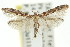  (Caloptilia ostracodes - 11ANIC-16138)  @11 [ ] CreativeCommons - Attribution (2011) ANIC/CBG Photography Group Centre for Biodiversity Genomics