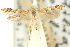  ( - 11ANIC-16157)  @11 [ ] CreativeCommons - Attribution (2011) ANIC/CBG Photography Group Centre for Biodiversity Genomics