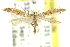  ( - 11ANIC-16164)  @11 [ ] CreativeCommons - Attribution (2011) ANIC/CBG Photography Group Centre for Biodiversity Genomics
