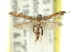  (Caloptilia sp. ANIC14 - 11ANIC-16175)  @13 [ ] CreativeCommons - Attribution (2011) ANIC/CBG Photography Group Centre for Biodiversity Genomics