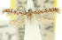  (Aspilapteryx tessellata - 11ANIC-16187)  @11 [ ] CreativeCommons - Attribution (2011) ANIC/CBG Photography Group Centre for Biodiversity Genomics