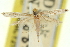  ( - 11ANIC-16213)  @11 [ ] CreativeCommons - Attribution (2011) ANIC/CBG Photography Group Centre for Biodiversity Genomics
