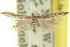  ( - 11ANIC-16217)  @11 [ ] CreativeCommons - Attribution (2011) ANIC/CBG Photography Group Centre for Biodiversity Genomics