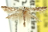  ( - 11ANIC-16221)  @11 [ ] CreativeCommons - Attribution (2011) ANIC/CBG Photography Group Centre for Biodiversity Genomics