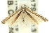  (Pogonocephala heteropsis - 11ANIC-16242)  @11 [ ] CreativeCommons - Attribution (2011) ANIC/CBG Photography Group Centre for Biodiversity Genomics