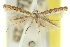  (Cyphosticha dialeuca - 11ANIC-16261)  @11 [ ] CreativeCommons - Attribution (2011) ANIC/CBG Photography Group Centre for Biodiversity Genomics