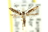  (Acrocercops eupetala - 11ANIC-16263)  @11 [ ] CreativeCommons - Attribution (2011) ANIC/CBG Photography Group Centre for Biodiversity Genomics