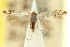  ( - 11ANIC-16275)  @11 [ ] CreativeCommons - Attribution (2011) ANIC/CBG Photography Group Centre for Biodiversity Genomics