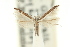  ( - 11ANIC-16282)  @11 [ ] CreativeCommons - Attribution (2011) ANIC/CBG Photography Group Centre for Biodiversity Genomics
