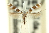  ( - 11ANIC-16300)  @11 [ ] CreativeCommons - Attribution (2011) ANIC/CBG Photography Group Centre for Biodiversity Genomics