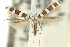  ( - 11ANIC-16302)  @11 [ ] CreativeCommons - Attribution (2011) ANIC/CBG Photography Group Centre for Biodiversity Genomics