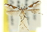  (Acrocercops argyrosema - 11ANIC-16323)  @11 [ ] CreativeCommons - Attribution (2011) ANIC/CBG Photography Group Centre for Biodiversity Genomics