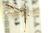  (Acrocercops ophiodes - 11ANIC-16335)  @11 [ ] CreativeCommons - Attribution (2011) ANIC/CBG Photography Group Centre for Biodiversity Genomics