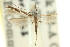  ( - 11ANIC-16335)  @11 [ ] CreativeCommons - Attribution (2011) ANIC/CBG Photography Group Centre for Biodiversity Genomics