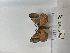  (Poloma variegata - ANHRTUK00135363)  @11 [ ] Copyright (2022) Unspecified ANHRT