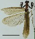  (Chroicopteridae - ANHRTUK00155133)  @11 [ ] Copyright (2069) Unspecified ANHRT