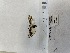 (Phoperigea variegata - ANHRTUK00238504)  @11 [ ] Copyright (2022) Unspecified ANHRT