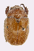  (Anoplognathus velutinus - ww01182)  @14 [ ] CreativeCommons - Attribution Non-Commercial Share-Alike (2017) Andrew Mitchell Australian Museum