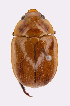  (Anoplognathus brevicollis - ww01327)  @14 [ ] CreativeCommons - Attribution Non-Commercial Share-Alike (2017) Andrew Mitchell Australian Museum