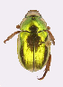  (Anoplognathus parvulus - ww01572)  @14 [ ] CreativeCommons - Attribution Non-Commercial Share-Alike (2017) Andrew Mitchell Australian Museum