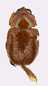  (Anoplognathus rugosus - ww01613)  @13 [ ] CreativeCommons - Attribution Non-Commercial Share-Alike (2017) Andrew Mitchell Australian Museum