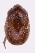  (Anoplognathus velutinus - ww01633)  @14 [ ] CreativeCommons - Attribution Non-Commercial Share-Alike (2017) Andrew Mitchell Australian Museum