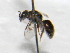  (Lasioglossum aff. mestrei - CCDB-14520-G05)  @11 [ ] No Rights Reserved (2023) Unspecified York University