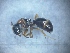  (Camponotus dalmaticus - MM17A007a1)  @11 [ ] Copyright (2021) Mattia Menchetti, Institute of Evolutionary Biology Institut de Biologia Evolutiva (CSIC-UPF), Butterfly Diversity and Evolution Lab
