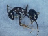  (Camponotus sylvaticus - MM19A142b1)  @11 [ ] Copyright (2021) Mattia Menchetti, Institute of Evolutionary Biology Institut de Biologia Evolutiva (CSIC-UPF), Butterfly Diversity and Evolution Lab