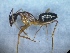  (Camponotus barbaricus - MM20C041a1)  @11 [ ] Copyright (2021) Mattia Menchetti, Institute of Evolutionary Biology Institut de Biologia Evolutiva (CSIC-UPF), Butterfly Diversity and Evolution Lab