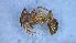  (Aphaenogaster festae - MM20C156a1)  @11 [ ] CC BY-NC-SA 3.0 (2022) Mattia Menchetti, Institute of Evolutionary Biology Institut de Biologia Evolutiva (CSIC-UPF), Butterfly Diversity and Evolution Lab