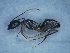  (Camponotus ionius - MM20C169a1)  @11 [ ] Copyright (2021) Mattia Menchetti, Institute of Evolutionary Biology Institut de Biologia Evolutiva (CSIC-UPF), Butterfly Diversity and Evolution Lab