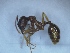  (Aphaenogaster illyrica - MM21B049a1)  @11 [ ] Copyright (2021) Mattia Menchetti, Institute of Evolutionary Biology Institut de Biologia Evolutiva (CSIC-UPF), Butterfly Diversity and Evolution Lab