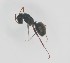  (Camponotus planus - BNC-MAN-9_01)  @11 [ ] by-nc-nd (2023) Unspecified Universidad San Francisco de Quito