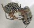 (Camponotus brasiliensis - MACN-bar-ins-ct 06454)  @13 [ ] Copyright (2016) MACN Museo Argentino de Ciencias Naturales "Bernardino Rivadavia"