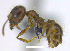  (Pheidole sp. 1MA - MACN-Bar-Ins-ct 07091)  @13 [ ] Copyright (2016) MACN Museo Argentino de Ciencias Naturales "Bernardino Rivadavia"