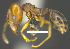  (Pheidole triconstricta - MACN-Bar-Ins-ct 07262)  @11 [ ] Copyright (2016) MACN Museo Argentino de Ciencias Naturales "Bernardino Rivadavia"