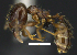  (Pheidole nitidula - MACN-Bar-Ins-ct 07278)  @14 [ ] Copyright (2016) MACN Museo Argentino de Ciencias Naturales "Bernardino Rivadavia"